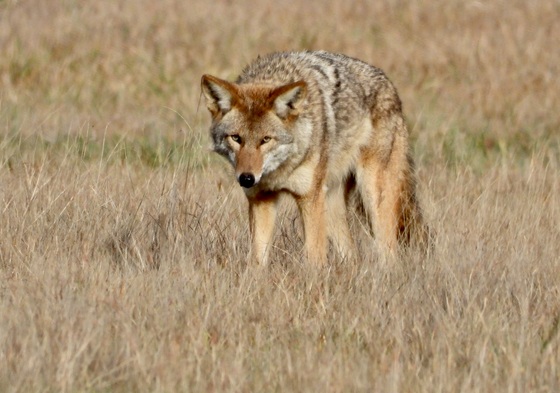 Finley NWR