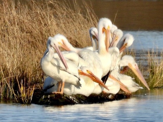 Kirk Ponds