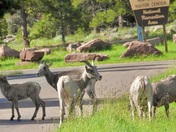 Canyon Rim campground