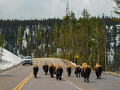 Yellowstone National Park