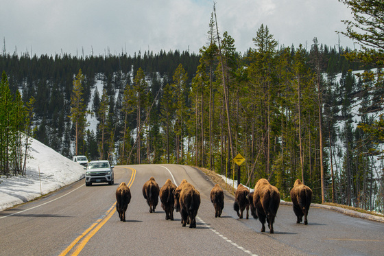Yellowstone National Park