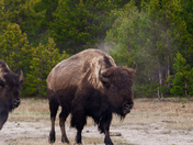 Yellowstone National Park