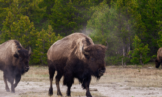 Yellowstone National Park