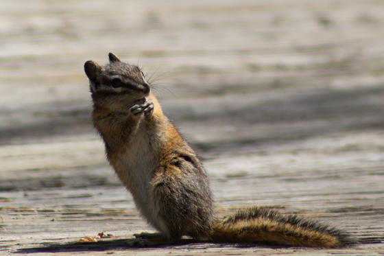 Yellowstone National Park