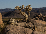Joshua Tree National Park