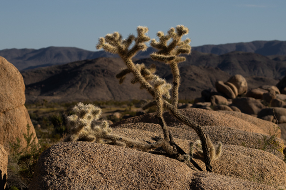 Joshua Tree National Park