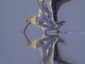 Long-billed Dowitcher
