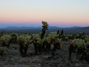 Joshua Tree National Park