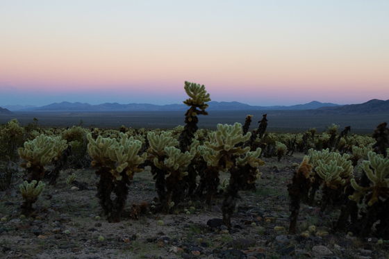 Joshua Tree National Park