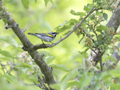 Golden-winged Warbler