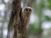 Arthur R. Marshall Loxahatchee National Wildlife Refuge