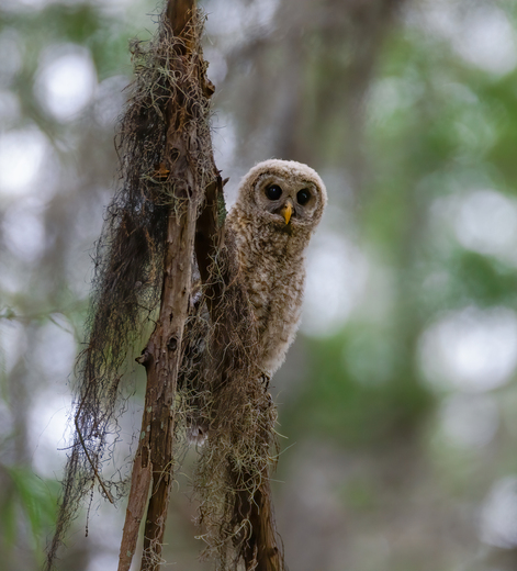 Arthur R. Marshall Loxahatchee National Wildlife Refuge