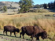 Yellowstone National Park