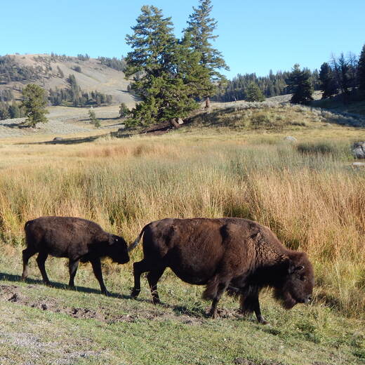 Yellowstone National Park