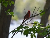 Upper Mississippi River NWR