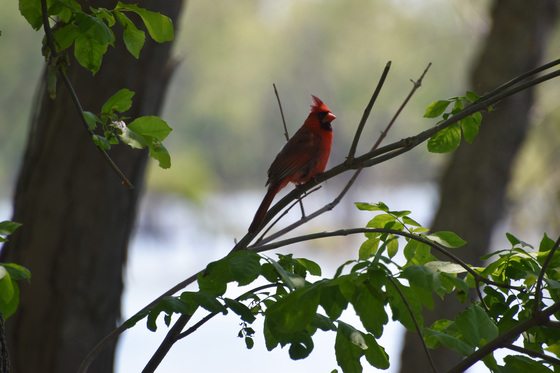 Upper Mississippi River NWR
