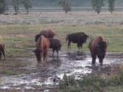 Yellowstone National Park