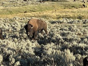 Yellowstone National Park
