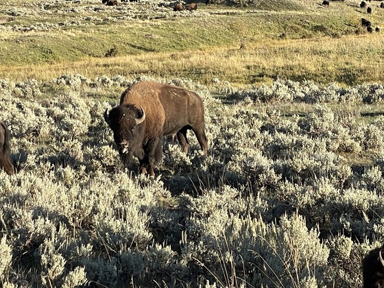 Yellowstone National Park