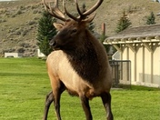 Yellowstone National Park