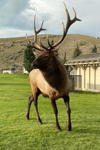 Yellowstone National Park