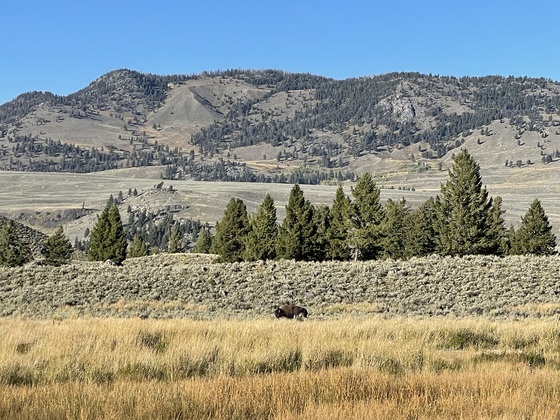 Yellowstone National Park