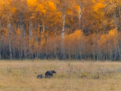 Gallatin National Forest
