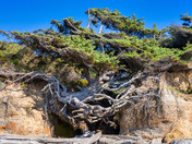 Olympic National Park