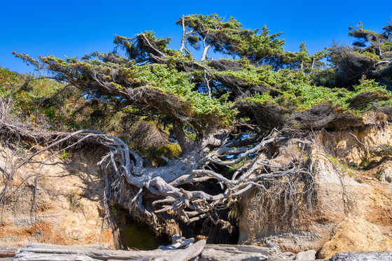 Olympic National Park