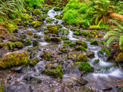 Olympic National Park