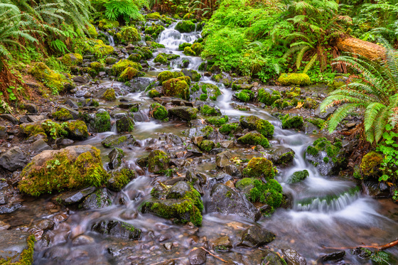 Olympic National Park