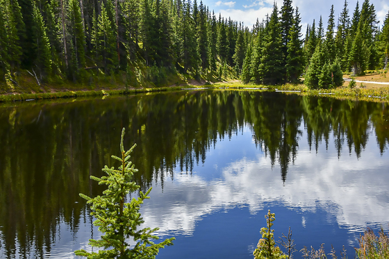 Rocky Mountain National Forest