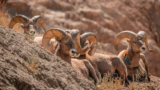 Badlands National Park