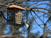 White-breasted Nuthatch