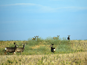 A Gathering of Deer