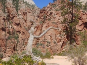 Zion National Park