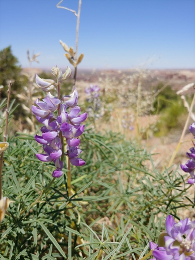 Canyonlands National Park