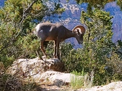 Grand Canyon National Park