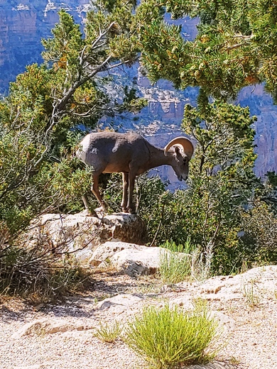 Grand Canyon National Park