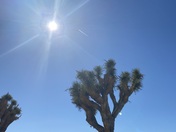 Joshua tree national park