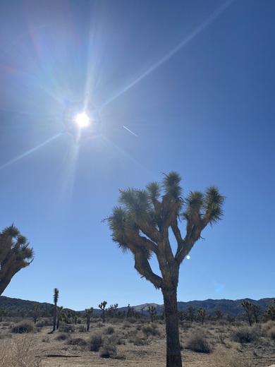 Joshua tree national park