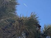 Joshua tree national park