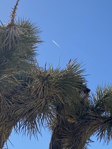 Joshua tree national park