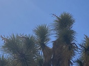Joshua tree national park