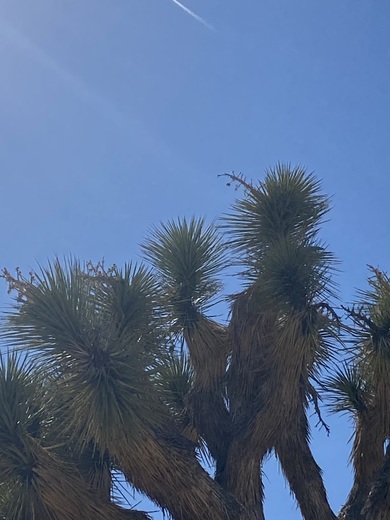 Joshua tree national park