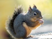 Douglas Squirrel