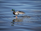 Mallard duck