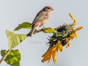 House Finch