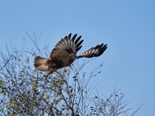 Perched to Flight
