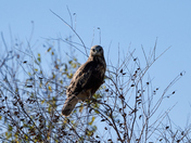 Perched to Flight